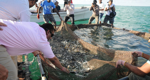 Pour ou contre ? Polémique à Rodrigues sur un projet d’aquaculture