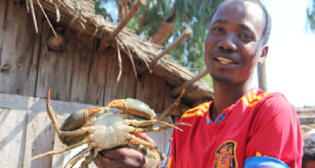 Crabes de Madagascar: Alerte à la surexploitation