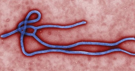 Le Canada pourrait fournir à l'Afrique son vaccin contre Ebola