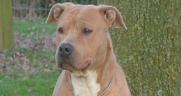 La Réunion: Deux chiens attaquent une femme