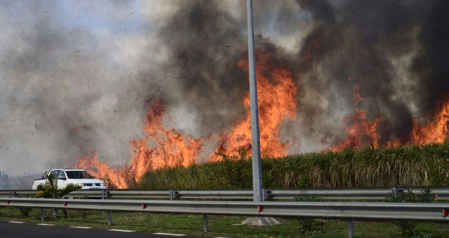 Incendie dans le Nord: environ 1 500 arpents de cannes ravagés 