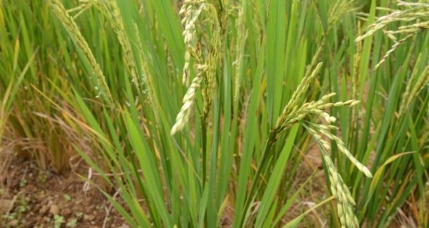 Vita Grain Ltd: franc succès du riz mauricien aux Etats-Unis