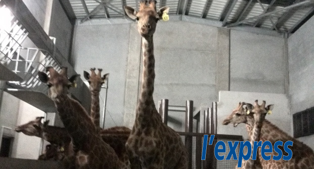 Casela: 85 animaux d’Afrique débarquent à Maurice