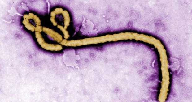 Risque élevé que le virus Ebola atteigne la France, selon une étude