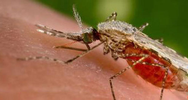 Mayotte : Cinq nouveaux cas de dengue détectés à Mamoudzou