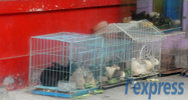 Mauvais traitements: les inspections démarrent dans les animaleries