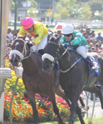 Hippisme – 34e journée: Seulement sept entrées dans l’épreuve principale