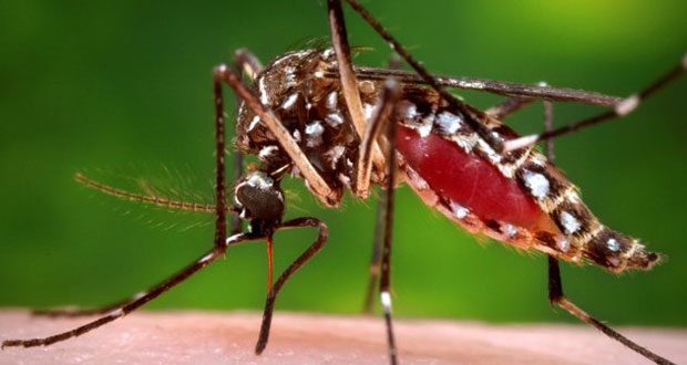 L'épidémie de chikungunya explose en Polynésie française