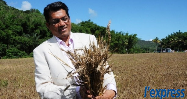 Production expérimentale: Maurice récolte du blé…