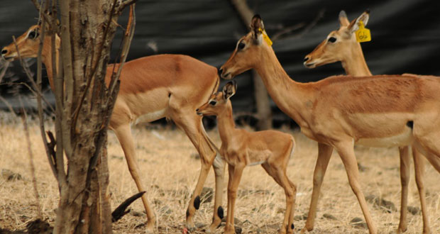 Casela accueille des bébés impalas et blesbok