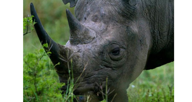 2014, année noire pour les rhinocéros en Afrique du Sud