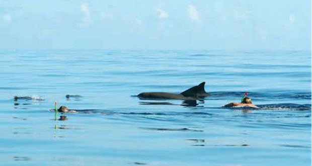 Des touristes portent plainte: la balade avec les dauphins était un piège 