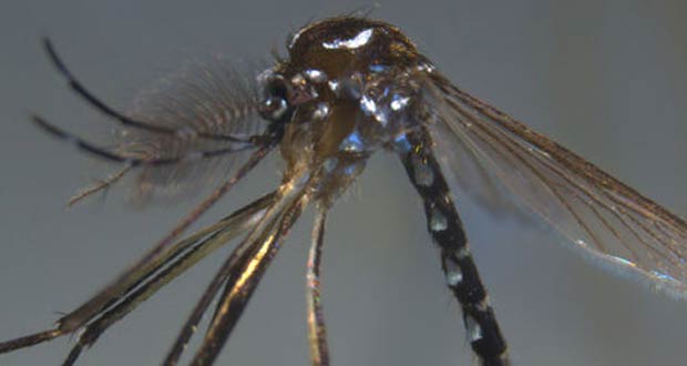 L'épidémie de chikungunya en Polynésie a provoqué 15 décès