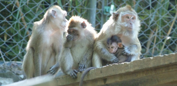 Campagne «Save our Monkeys»: la BUAV interpelle le ministre Dayal