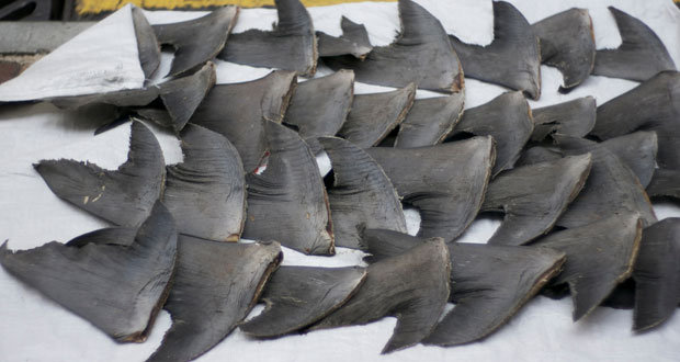Pêche au requin: les braconniers pris en chasse