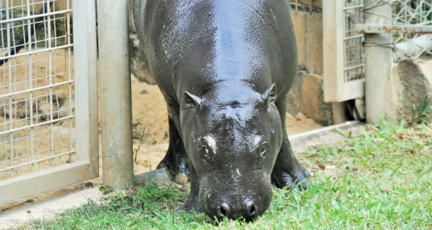 Un hippopotame nain débarque à Casela