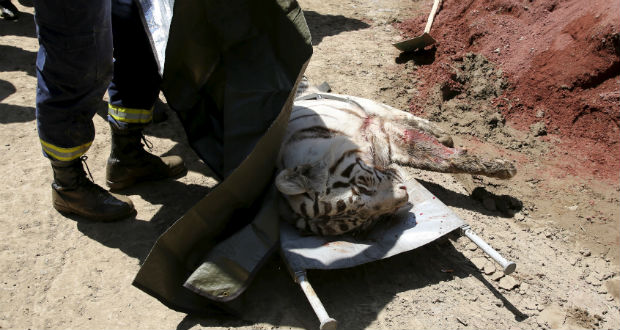 Georgie: un homme tué par un tigre échappé du zoo de Tbilissi