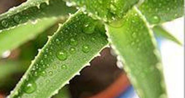 Santé: Aloe vera, plante à tout faire