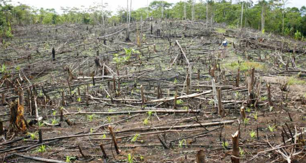 De l'Afrique au Mékong, les forêts tropicales en danger