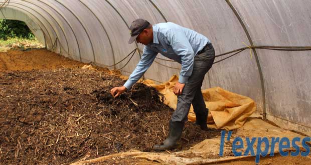 [Vidéo] Du sperme de taureau mauricien bientôt exporté en Afrique