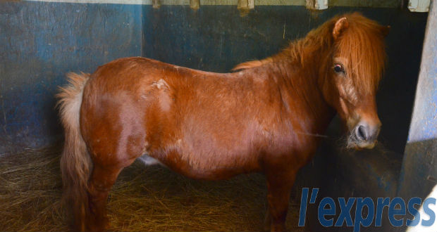 Roche-Bois: le sanctuaire pour chevaux malades bientôt prêt