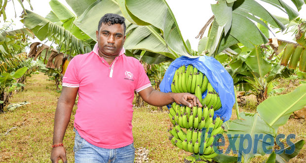 Purdoomun Ramsahye: le blues du planteur  de bananes