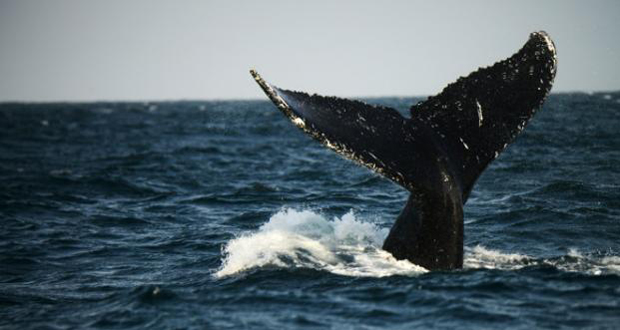 Canada: cinq morts et un disparu dans le naufrage d'un bateau d'observation des baleines