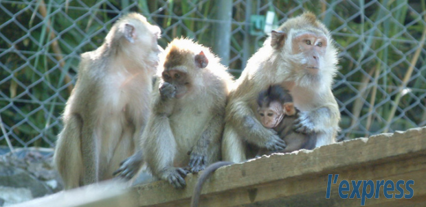 Importation de singes de Maurice: le Royaume-Uni met le holà