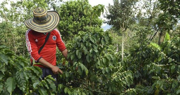 Colombie: la sécheresse menace l'un des meilleurs cafés du monde