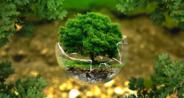 Ecologie : les attitudes positives à adopter dans votre vie de tous les jours 