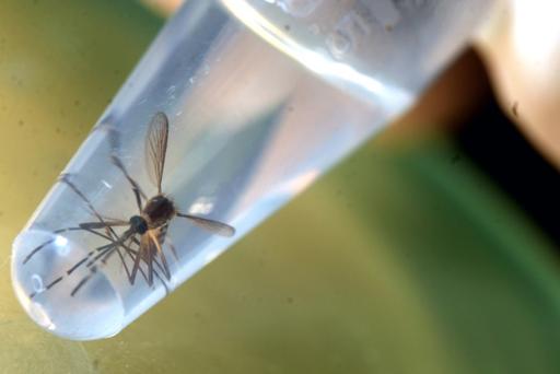 Zika: premier cas en Europe avec une femme enceinte de retour de Colombie