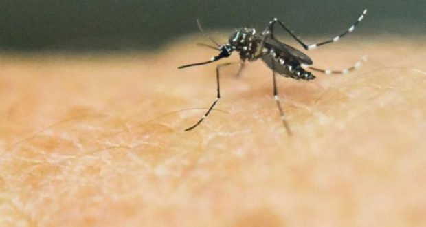 Dengue: l’aéroport de Plaisance en alerte après de nouveaux cas à La Réunion