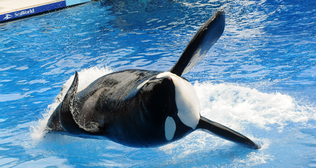 Les parcs SeaWorld n'élèveront plus d'orques en captivité