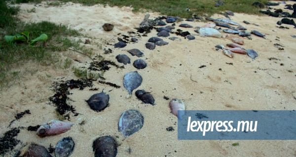 Des poissons retrouvés morts sur la plage de Calodyne