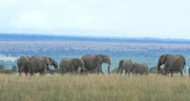 Le Kenya vante ses méthodes antibraconnage avant de brûler son stock d’ivoire