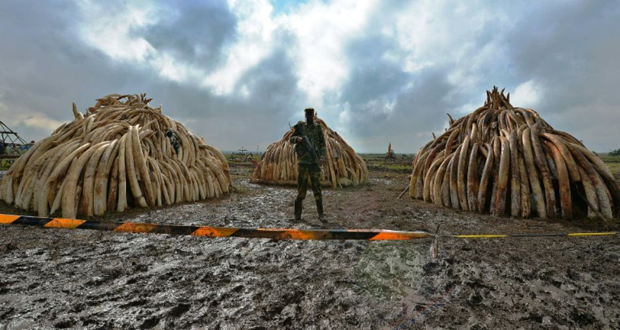 Le Kenya s’apprête à brûler la plus grande quantité d’ivoire de l’histoire