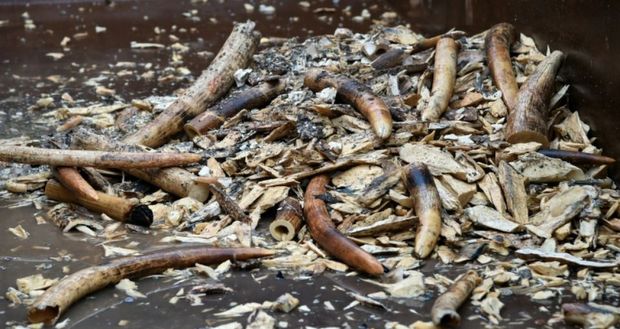 Singapour détruit 7,9 tonnes d’ivoire de contrebande 