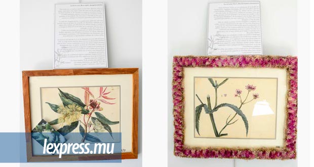 Botanika: découvrir la botanique aux couleurs de l’aquarelle