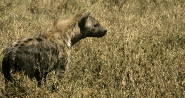 Afrique du Sud: un adolescent défiguré par une hyène au parc Kruger
