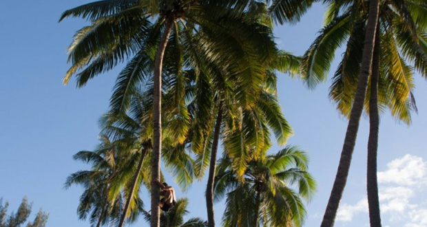 Un Australien gagne un hôtel sur une île tropicale à la tombola