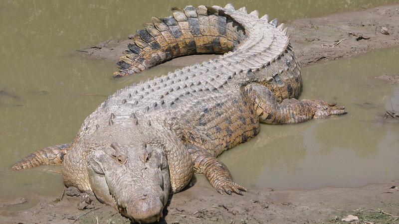 Australie: un kayakeur sauvé après l'attaque de son canot par un crocodile
