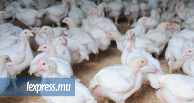 L’importation d’oeufs et de poulets de Rodrigues interdite