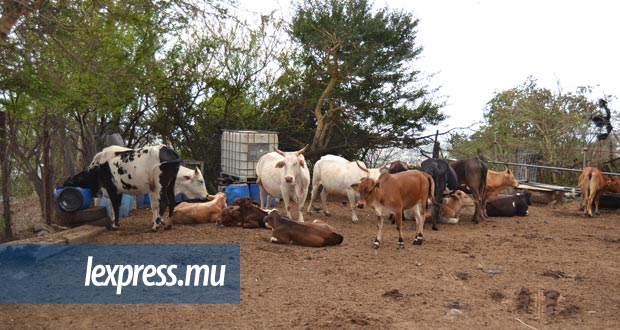 Eid-ul-Adha: l’abattage d’animaux à Vallée-des-Prêtres déconseillé