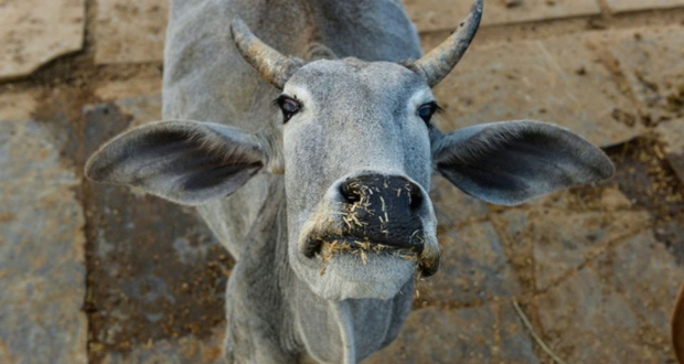 Inde: les cornes des vaches équipées pour être visibles la nuit