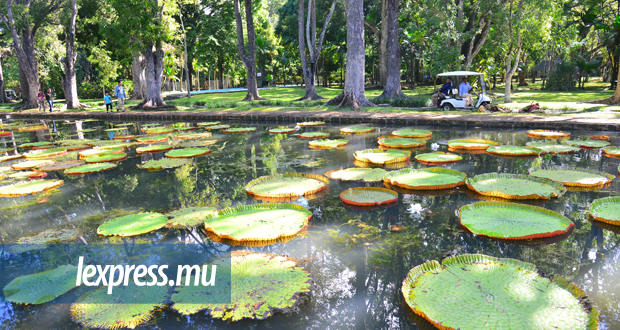 Pamplemousses: jardin où on cultive les problèmes