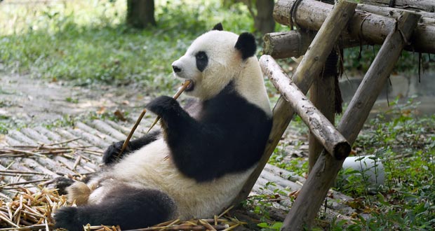 Le panda toujours «en sursis»: la Chine mise sur la reproduction en captivité