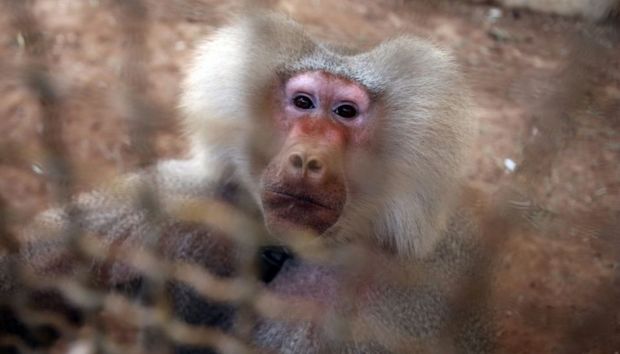 Syrie: près du front, un singe dernier pensionnaire d’un zoo d’Alep 