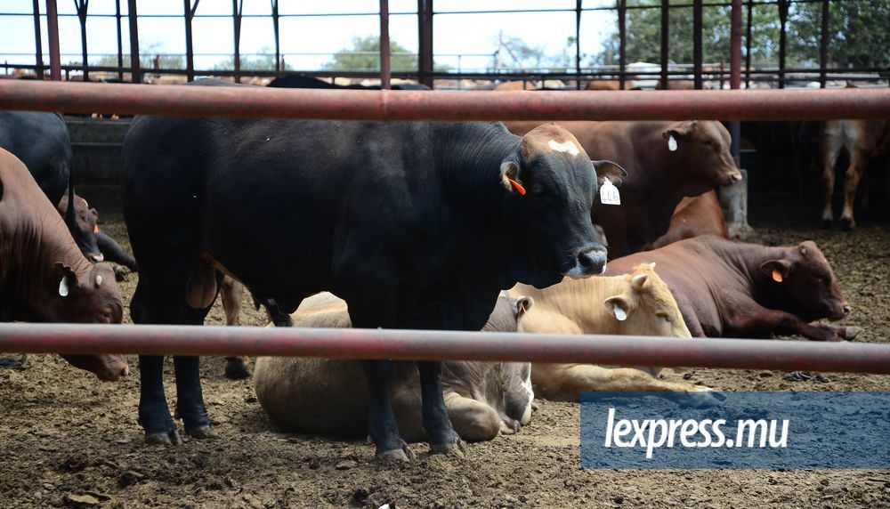 Importation de bœufs: une décision d’ici vendredi