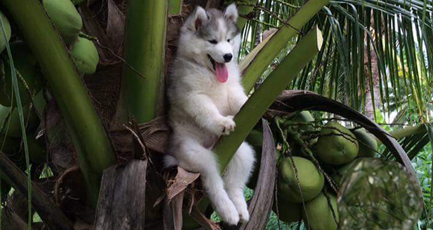 Insolite: la photo d’un chien perché sur un cocotier amuse les internautes