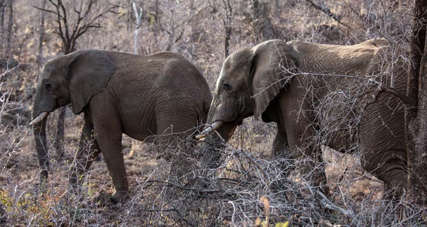 La population des éléphants d'Afrique au plus bas depuis 25 ans